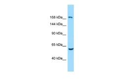 EHM2 Rabbit anti-Human, Polyclonal, Novus Biologicals 0.1ml; Unconjugated:Antibodies,